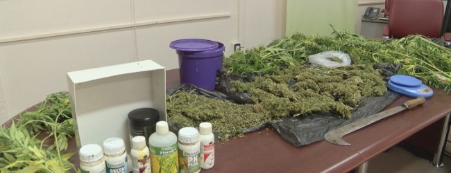 Prata Principato Ultra| Droga: serra su terrazzo per oltre mille dosi. Giovani consumatori abituali