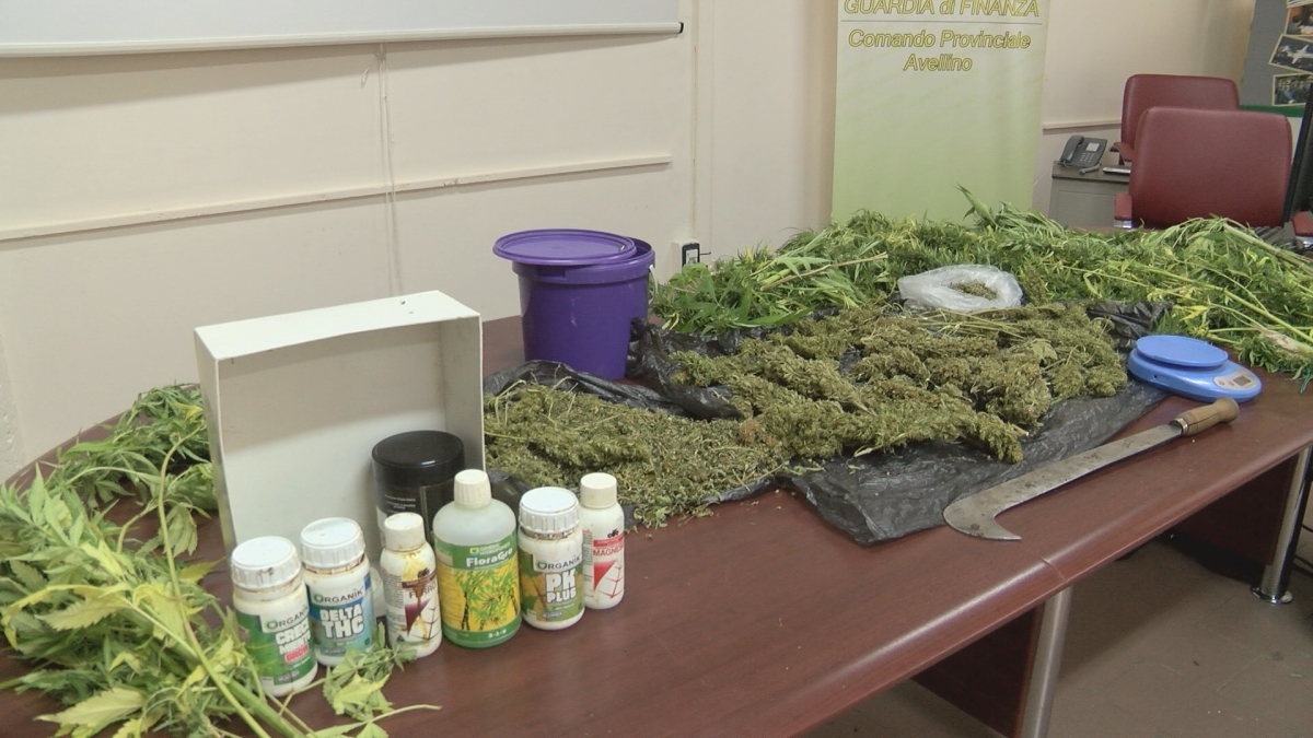 Prata Principato Ultra| Droga: serra su terrazzo per oltre mille dosi. Giovani consumatori abituali