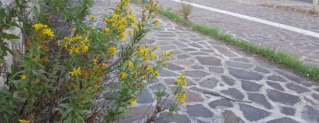 Benevento| Lungosabato Bachelet, passeggiata tra siringhe e preservativi