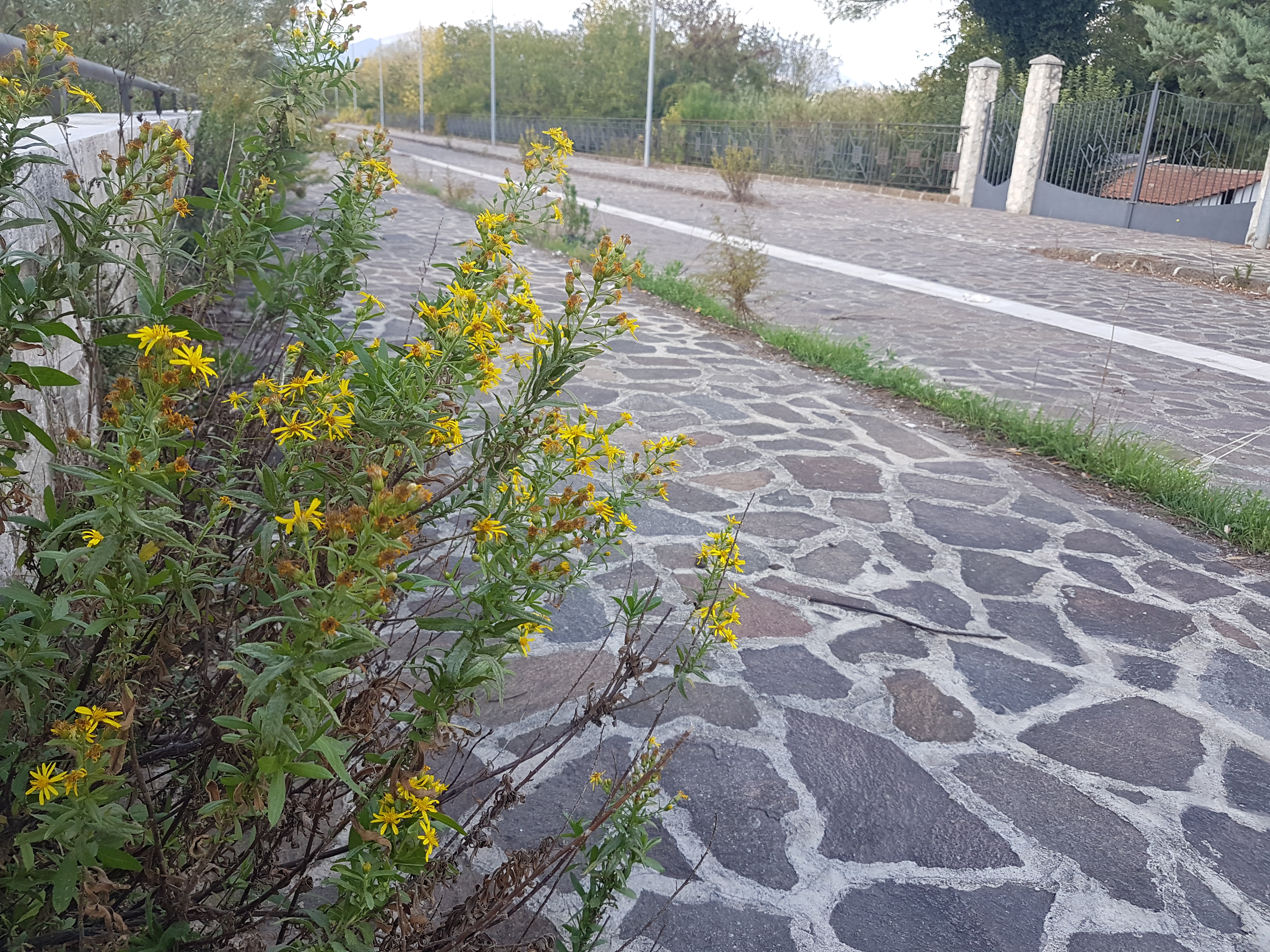 Benevento| Lungosabato Bachelet, passeggiata tra siringhe e preservativi