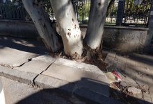 Benevento| SOS alberi in città