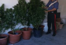 Coltivavano cannabis in casa, arrestati tre giovani