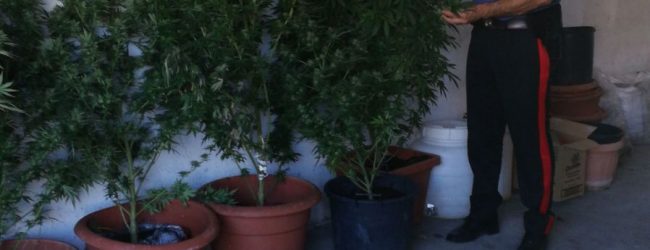 Coltivavano cannabis in casa, arrestati tre giovani