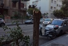 Benevento| Cade albero al Viale Mellusi