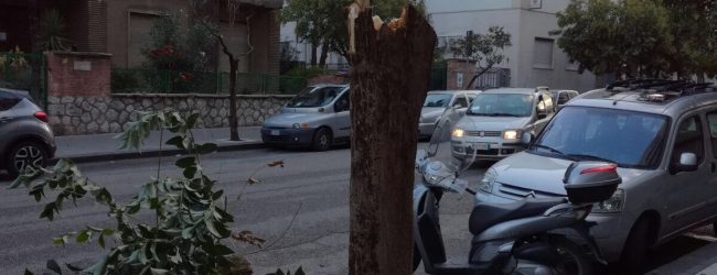 Benevento| Cade albero al Viale Mellusi