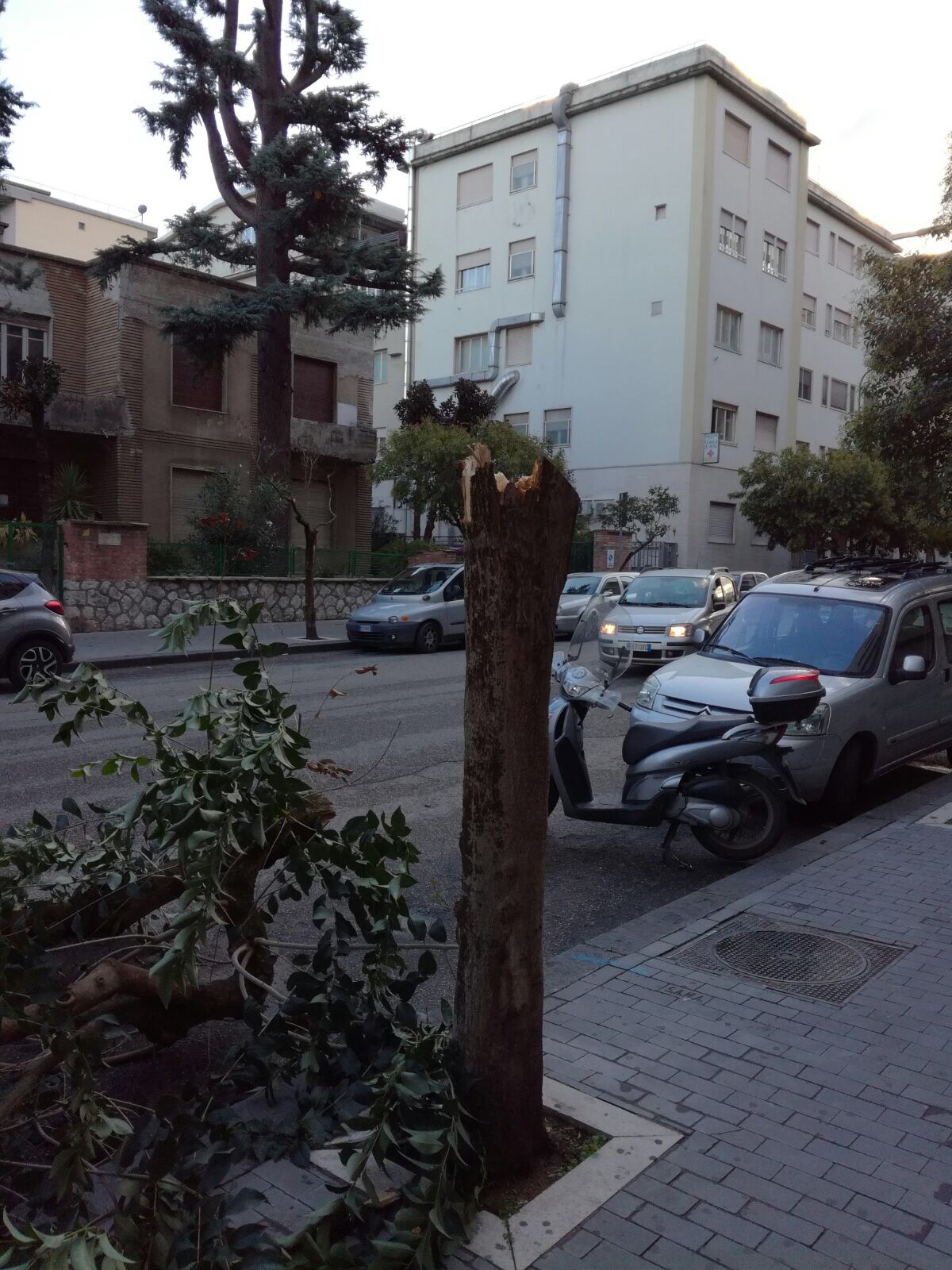 Benevento| Cade albero al Viale Mellusi