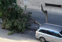 Benevento| Albero caduto al Viale Mellusi, il secondo in meno di un mese