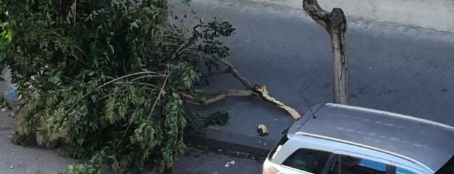 Benevento| Albero caduto al Viale Mellusi, il secondo in meno di un mese