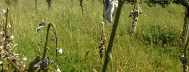 Gelate fuori stagione, riconosciuto lo stato di calamità