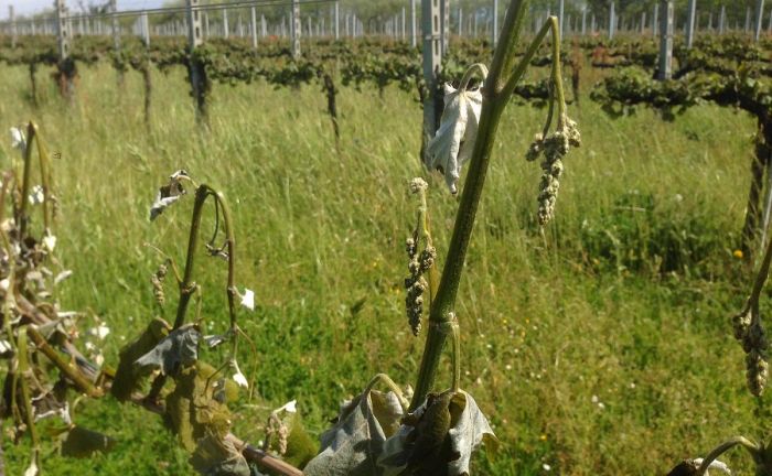 Gelate fuori stagione, riconosciuto lo stato di calamità