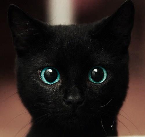 Oggi è il “Gatto Nero Day”contro la superstizione