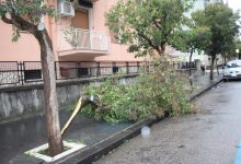 Maltempo, è allarme alberi caduti/FOTO