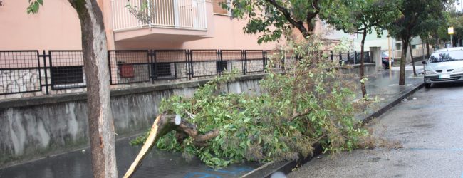 Maltempo, è allarme alberi caduti/FOTO