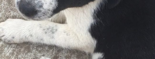 Benevento| Violenza su animali, interviene la Lega difesa del cane