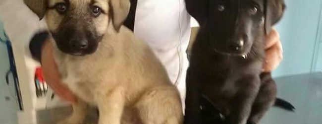 Altavilla Irpina| Una famiglia per i cuccioli picchiati a Castelpoto