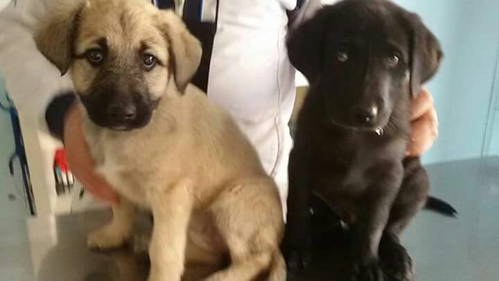 Altavilla Irpina| Una famiglia per i cuccioli picchiati a Castelpoto