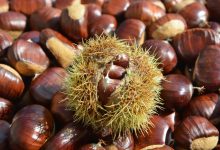 Castagna irpina: missione Consorzio di Tutela