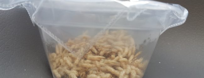 Novel food,siamo davvero pronti a mangiare vermi e cavallette?