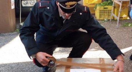 Benevento| Natale, 150 kg di prodotti ittici sequestrati