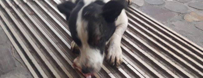 Benevento| Movimento Animalista,la storia di Birillo.Basta violenza su animali