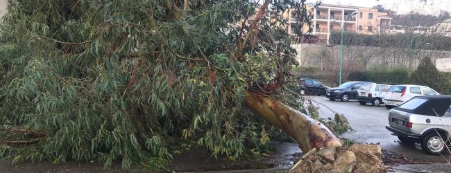 Benevento| Maltempo, pioggia e vento forte. Cadono alberi in città