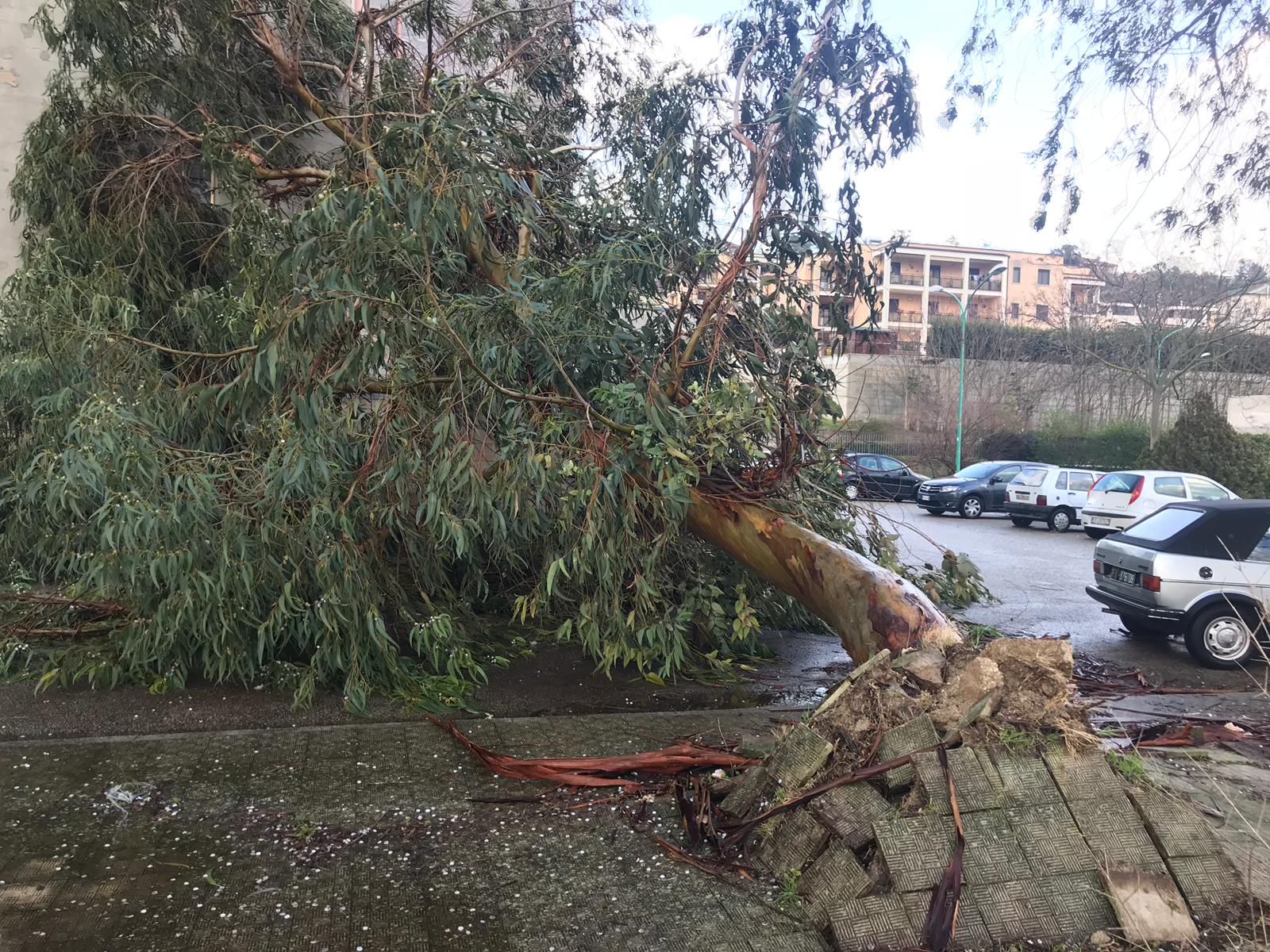Benevento| Maltempo, pioggia e vento forte. Cadono alberi in città