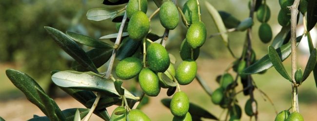 Reino| corso su olivicoltura biologica il 20 febbraio