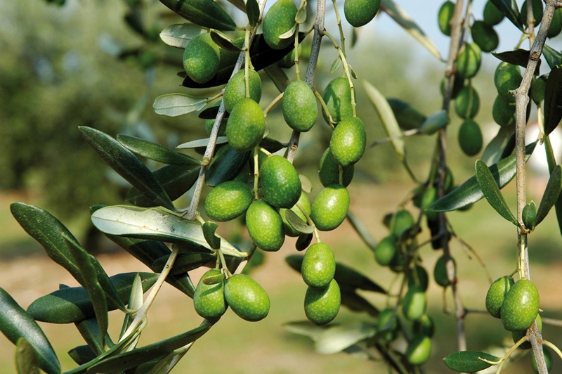 Reino| corso su olivicoltura biologica il 20 febbraio