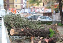 Benevento| Raffiche di vento e pioggia,cade albero in via Vanvitelli