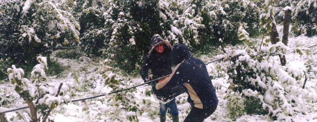 Burian, l’allarme di Coldiretti: “danni ingenti, ora si temono le gelate notturne”