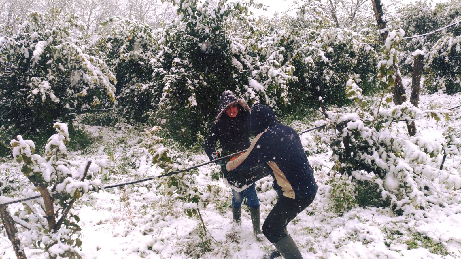 Burian, l’allarme di Coldiretti: “danni ingenti, ora si temono le gelate notturne”