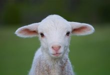 Agnello a Pasqua:Favorevoli o contrari?