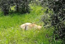 San Salvatore Telesino|cane muore trafitto da una lancia,Movimento Animalista:basta violenza