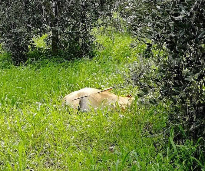 San Salvatore Telesino|cane muore trafitto da una lancia,Movimento Animalista:basta violenza