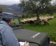Macellazione clandestina di ovini e suini,controlli e sanzioni nel Fortore e Valle Telesina