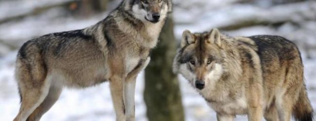 Montefalcone Valfortore| A lupo a lupo! avvistato branco