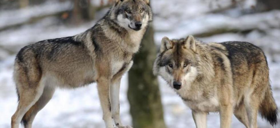 Montefalcone Valfortore| A lupo a lupo! avvistato branco