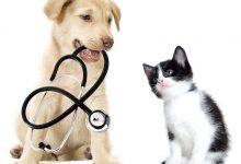 “La medicina veterinaria: innanzitutto i Lea” convegno il 9 marzo