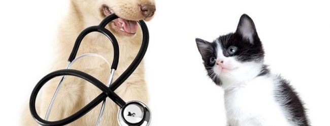 “La medicina veterinaria: innanzitutto i Lea” convegno il 9 marzo