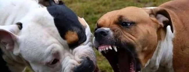 Montoro| Cagnolina meticcia sbranata dai due pitbull del vicino