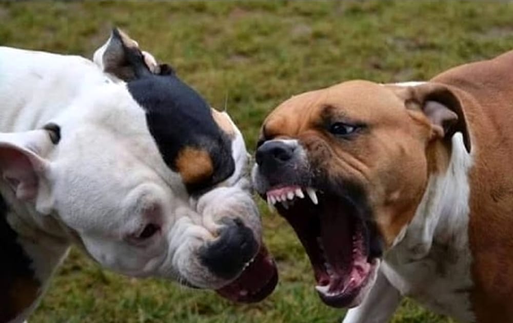 Montoro| Cagnolina meticcia sbranata dai due pitbull del vicino