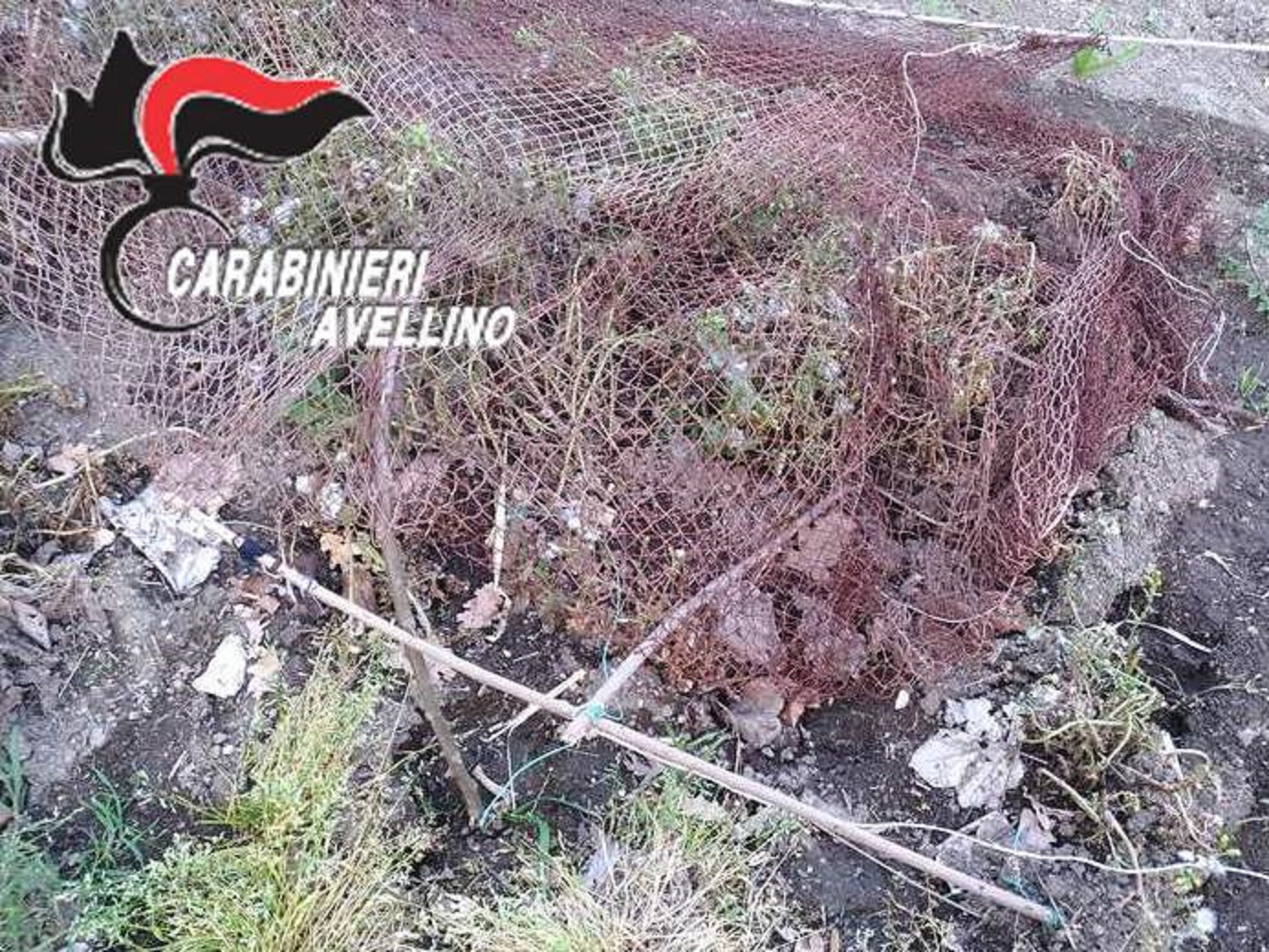 Quindici| Bracconaggio, nei guai un 35nne di Moschiano