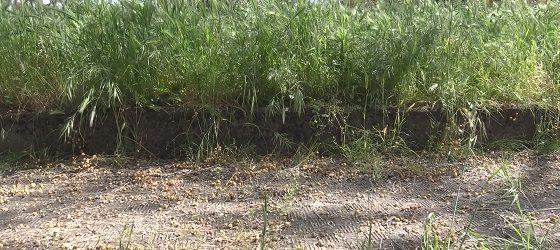 Emergenza erba alta a Benevento