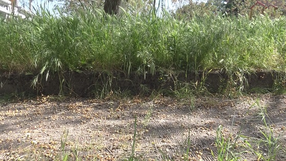 Emergenza erba alta a Benevento