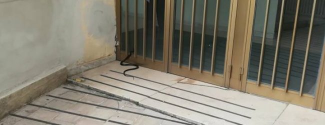 Benevento| Biscia alla scuola Pascoli, Feleppa: “niente allarmismi, tre giorni di pulizia”