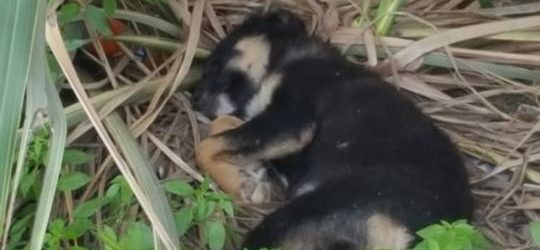 Solopaca| Randagismo, Forgione: allarmismo infondato ma priorità su sicurezza, cittadini e tutela degli animali