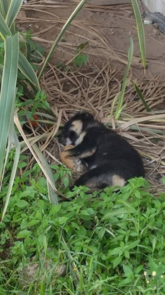 Solopaca| La strage dei cani