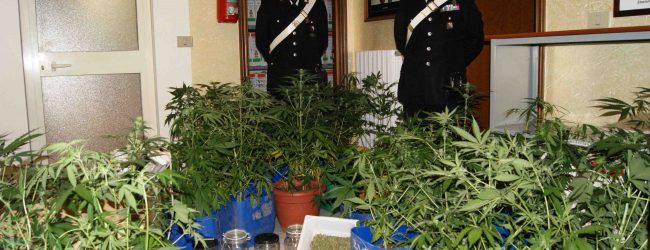 Colle Sannita| Coltivano 30 piante di marijuana, denunciate due persone