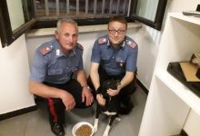 Cane abbandonato sulla Telesina, salvato dai Carabinieri