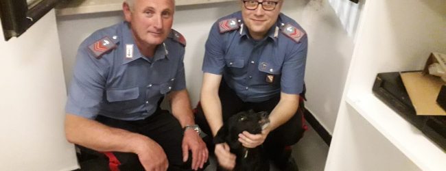 Cane abbandonato sulla Telesina, salvato dai Carabinieri